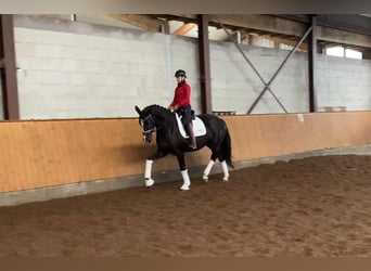 Hanoverian, Mare, 5 years, 16,2 hh, Black