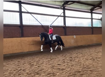 Hanoverian, Mare, 5 years, 16,2 hh, Black