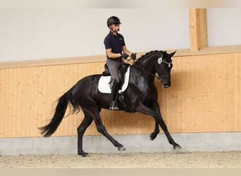 Hanoverian, Mare, 5 years, 16.2 hh, Black