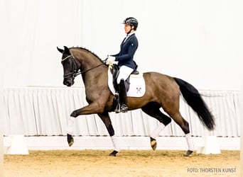 Hanoverian, Mare, 5 years, 16,2 hh, Black