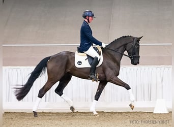 Hanoverian, Mare, 5 years, 16.2 hh, Black