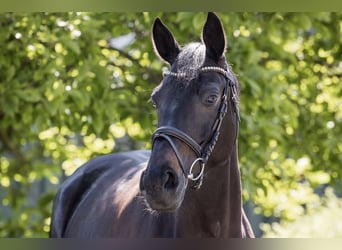 Hanoverian, Mare, 5 years, 16.2 hh, Black