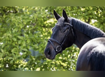 Hanoverian, Mare, 5 years, 16.2 hh, Black