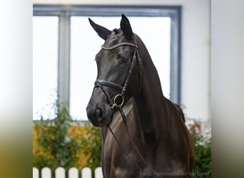 Hanoverian, Mare, 5 years, 16.2 hh, Black