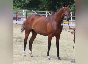 Hanoverian, Mare, 5 years, 16.2 hh, Brown