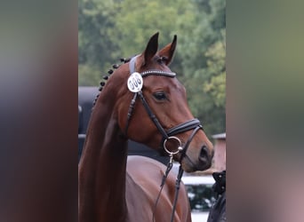 Hanoverian, Mare, 5 years, 16.2 hh, Brown