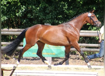 Hanoverian, Mare, 5 years, 16.2 hh, Brown