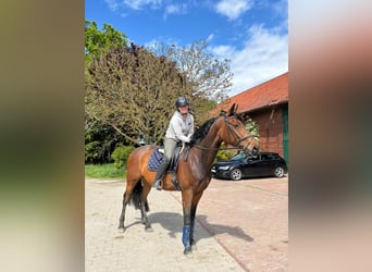 Hanoverian, Mare, 5 years, 16.2 hh, Brown