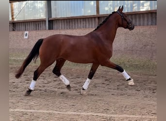 Hanoverian, Mare, 5 years, 16.2 hh, Brown