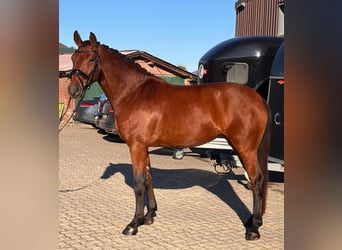 Hanoverian, Mare, 5 years, 16.2 hh, Brown