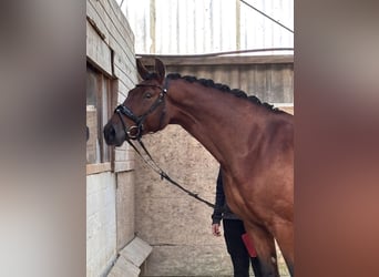 Hanoverian, Mare, 5 years, 16.2 hh, Brown