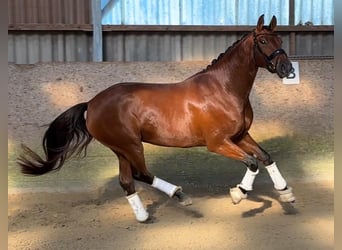 Hanoverian, Mare, 5 years, 16.2 hh, Brown