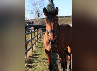 Hanoverian, Mare, 5 years, 16,2 hh, Brown