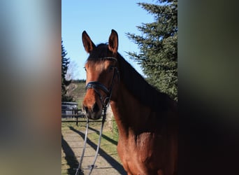 Hanoverian, Mare, 5 years, 16,2 hh, Brown