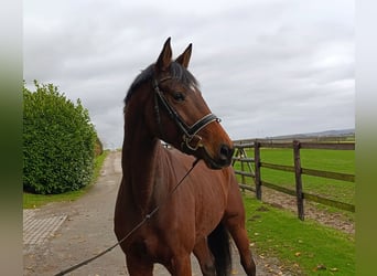 Hanoverian, Mare, 5 years, 16,2 hh, Brown