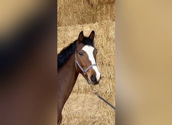 Hanoverian, Mare, 5 years, 16,2 hh, Brown