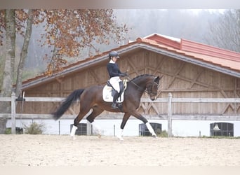 Hanoverian, Mare, 5 years, 16,2 hh, Brown