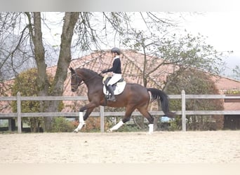 Hanoverian, Mare, 5 years, 16,2 hh, Brown