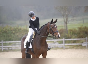 Hanoverian, Mare, 5 years, 16,2 hh, Brown