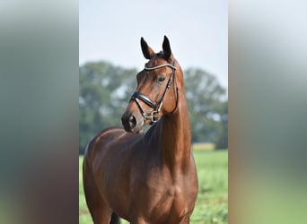 Hanoverian, Mare, 5 years, 16,2 hh, Brown