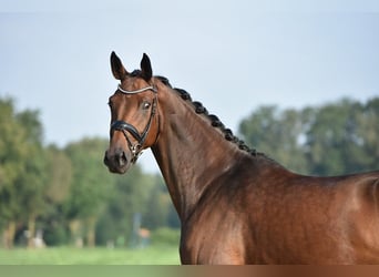 Hanoverian, Mare, 5 years, 16,2 hh, Brown