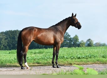 Hanoverian, Mare, 5 years, 16,2 hh, Brown