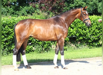 Hanoverian, Mare, 5 years, 16.2 hh, Brown