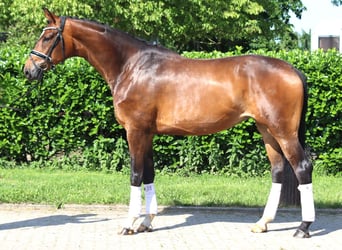 Hanoverian, Mare, 5 years, 16.2 hh, Brown