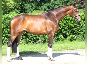 Hanoverian, Mare, 5 years, 16.2 hh, Brown
