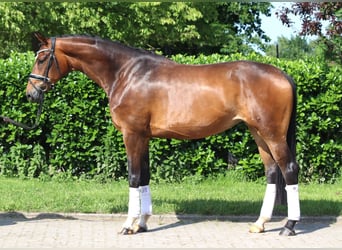 Hanoverian, Mare, 5 years, 16.2 hh, Brown
