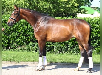 Hanoverian, Mare, 5 years, 16.2 hh, Brown