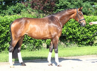 Hanoverian, Mare, 5 years, 16.2 hh, Brown