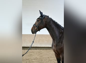Hanoverian, Mare, 5 years, 16.2 hh, Brown