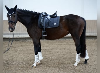 Hanoverian, Mare, 5 years, 16.2 hh, Brown