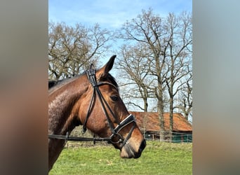 Hanoverian, Mare, 5 years, 16.2 hh, Brown