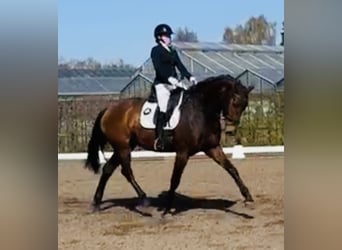 Hanoverian, Mare, 5 years, 16.2 hh, Brown