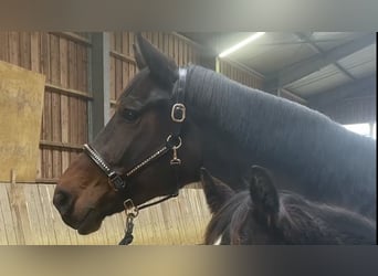 Hanoverian, Mare, 5 years, 16,2 hh, Brown