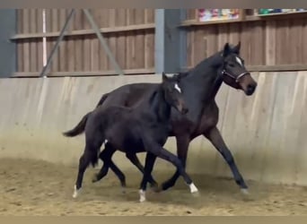 Hanoverian, Mare, 5 years, 16,2 hh, Brown