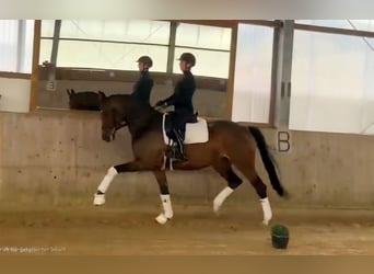 Hanoverian, Mare, 5 years, 16.2 hh, Brown