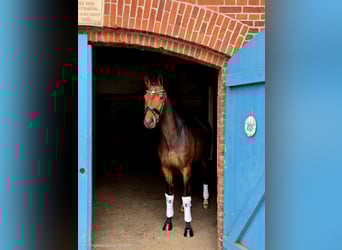 Hanoverian, Mare, 5 years, 16.2 hh, Brown