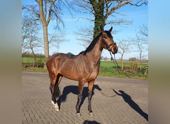 Hanoverian, Mare, 5 years, 16.2 hh, Brown
