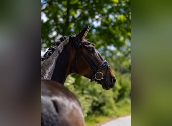Hanoverian, Mare, 5 years, 16.2 hh, Brown