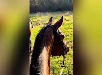 Hanoverian, Mare, 5 years, 16,2 hh, Brown