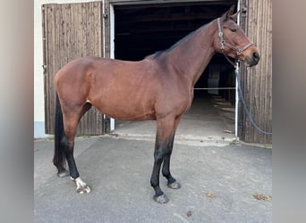 Hanoverian, Mare, 5 years, 16,2 hh, Brown