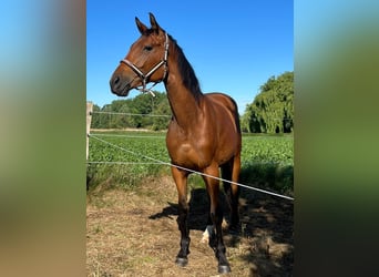 Hanoverian, Mare, 5 years, 16,2 hh, Brown