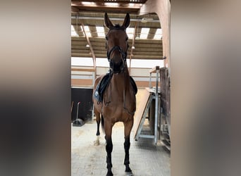 Hanoverian, Mare, 5 years, 16,2 hh, Brown