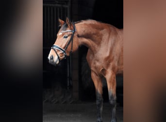 Hanoverian, Mare, 5 years, 16.2 hh, Brown