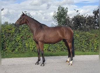 Hanoverian, Mare, 5 years, 16.2 hh, Brown
