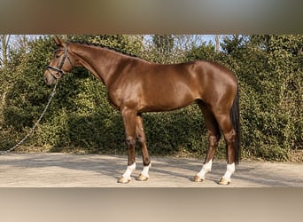 Hanoverian, Mare, 5 years, 16.2 hh, Chestnut