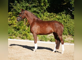 Hanoverian, Mare, 5 years, 16.2 hh, Chestnut